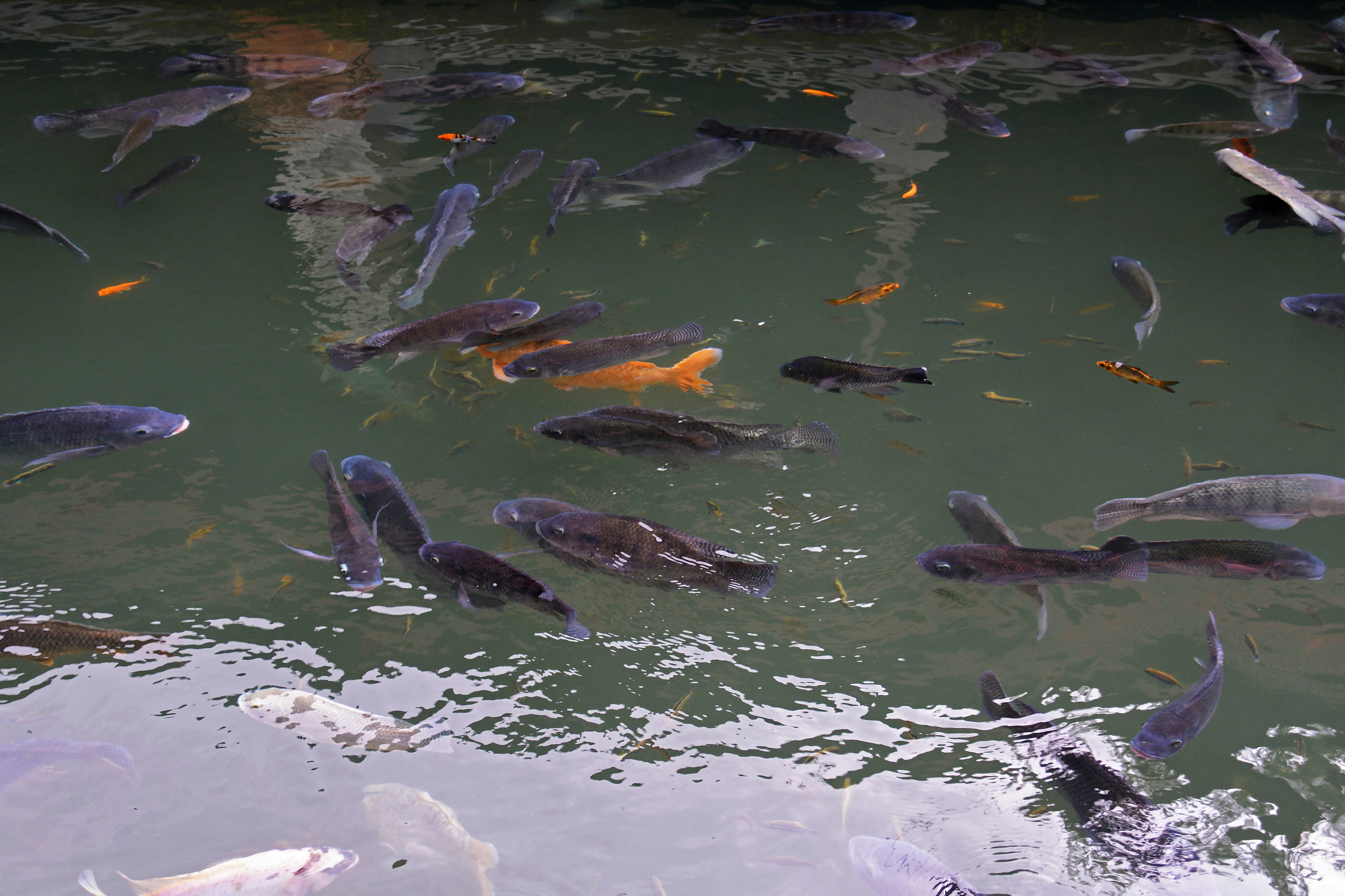 school of fishes on water